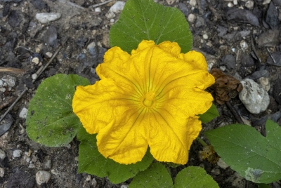 Buffalo Gourd Flower April 2024